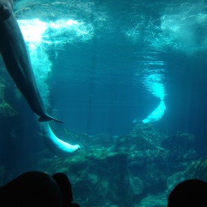 Georgia Aquarium 