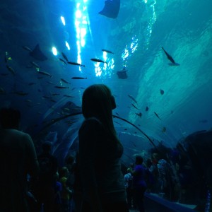 Georgia Aquarium 