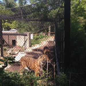 kansas city zoo