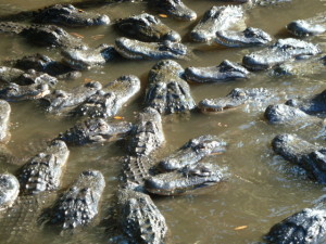 Highlight der Alligator Farm