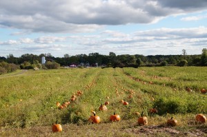 Eines der Felder und im Hintergrund die Farm