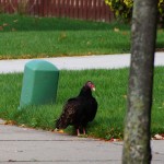 Komischer Vogel saß erst mitten auf der Straße vor unserem Haus und dann auf dem Gehweg, auch als ich an ihm vorbei gefahren bin